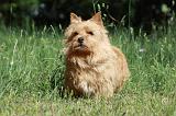 NORWICH TERRIER 022